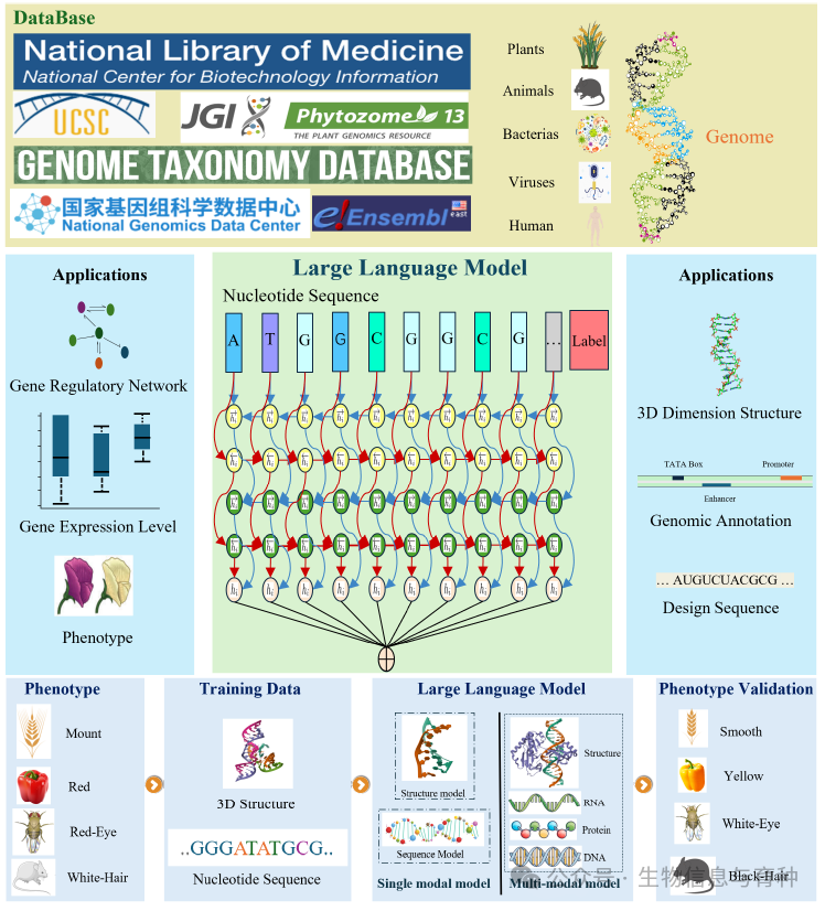 图1 构建基因组大型语言模型的工作流程。