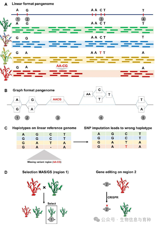 图6. 泛基因组格式中遗传变异的比较：A）在第2个和第3个变异之间忽略了变异；B）而在图形格式中，相同的缺失变异被成功捕获；C）在下游分析中，由于单倍型缺失，导致单倍型模式出现错误；D）凭借更准确的遗传信息，育种者可以利用这些信息来识别参与标记辅助选择（MAS）/基因组选择（GS）的变异，并通过基因组编辑对基因组进行改良。