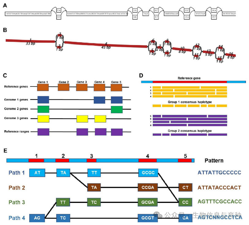 基于图的可视化包括：A）点格式查看器（dot format viewer）；B）Bandage 图形格式。PHG数据库的构建包括：C）识别参考范围/区间序列（保守区域）；D）识别单倍型并为每个群体（种群）调用共识序列，并将其存储在数据库中；E）将种群中查询个体的序列读取映射到数据库中，并沿着路径查找单倍型。