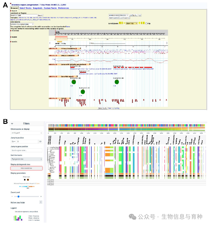 图5. 泛基因组可视化：A）Gbrowse中线性格式的泛基因组（甘蓝型油菜泛基因组）；B）小麦泛基因组的Panache截图。