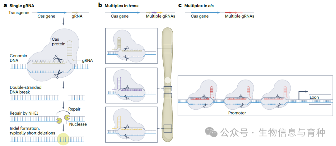 图1 | 当今CRISPR–Cas在基因附近或基因内产生小规模indels的用途
a：由CRISPR gRNA引导的Cas蛋白进行基因组切割。在植物中，产生的DSB通常通过NHEJ修复，导致1–10 bp的短非模板缺失。
b：在多个位点同时进行多重基因组编辑（在不同基因上）。
c：针对同一基因组区域（如基因启动子）进行多重基因组编辑，通常在gRNA靶点之间产生较大的缺失。