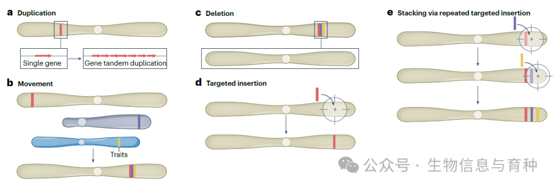 图2 | 通过基因组编辑诱导的关键中等规模SV示例
a：编程基因或调控单元的串联重复。重复区域增加拷贝数，可能导致蛋白质水平和性状的增强。
b：从不同染色体移动和插入不同基因或性状（彩色线条）到一个位点，这对于育种管道非常有益。
c：使用位于缺失边界的gRNA编程大缺失。
d：通过多种方法将转基因或顺基因靶向插入，这些方法结合了CRISPR–Cas与重组酶、逆转录酶或转座酶蛋白。
e：通过重复靶向插入堆叠基因和性状。靶向插入目前用于聚集有益性状，并且将来可以用于创建携带从整个基因组移动而来的性状的定制染色体。这些新的连锁群在育种管道中很有用，可以加速这些性状向新的种质的引入。
