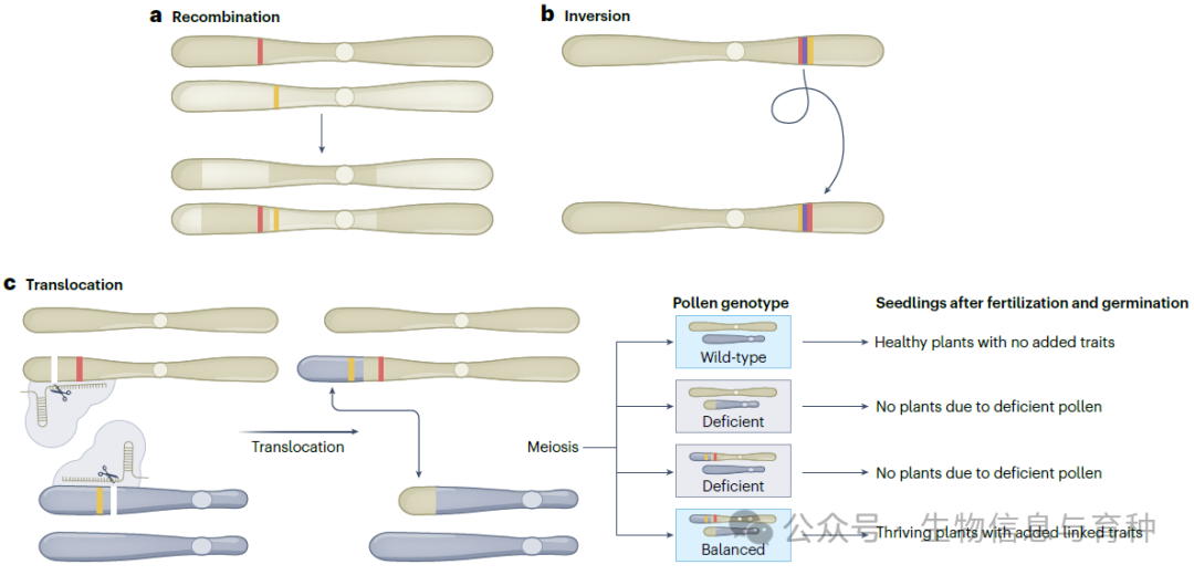 图3 | 通过基因组编辑诱导的大规模SV示例
a：通过CRISPR–Cas基因组编辑选择重组事件的位点，可用于打破不想要的性状连锁（未显示）或将有益等位基因聚集在单个染色体上。
b：染色体大段的倒位可用于抑制重组，或者通过逆转过去的倒位重新启用一个区域的重组。
c：与重组（a）类似，易位可用于打破两个或多个因素之间的遗传连锁，或将有益性状聚集在一起（如图所示）。与同源染色体之间的重组不同，易位发生在不同染色体之间（用不同颜色显示）。