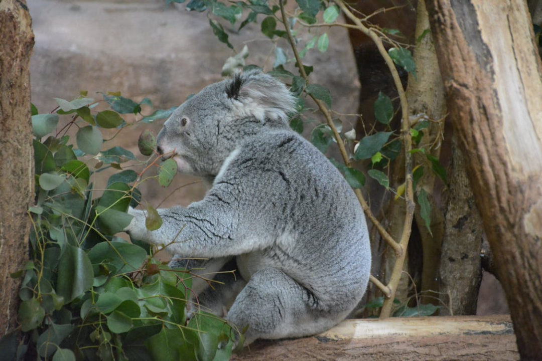 考拉koala尺度图片