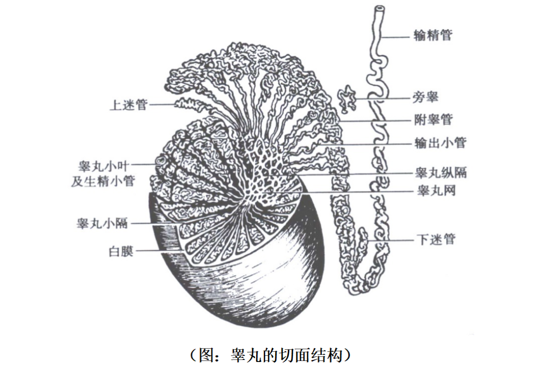 1.5毫升精子有多少_1.5毫升精子有多少_1.5毫升精子有多少