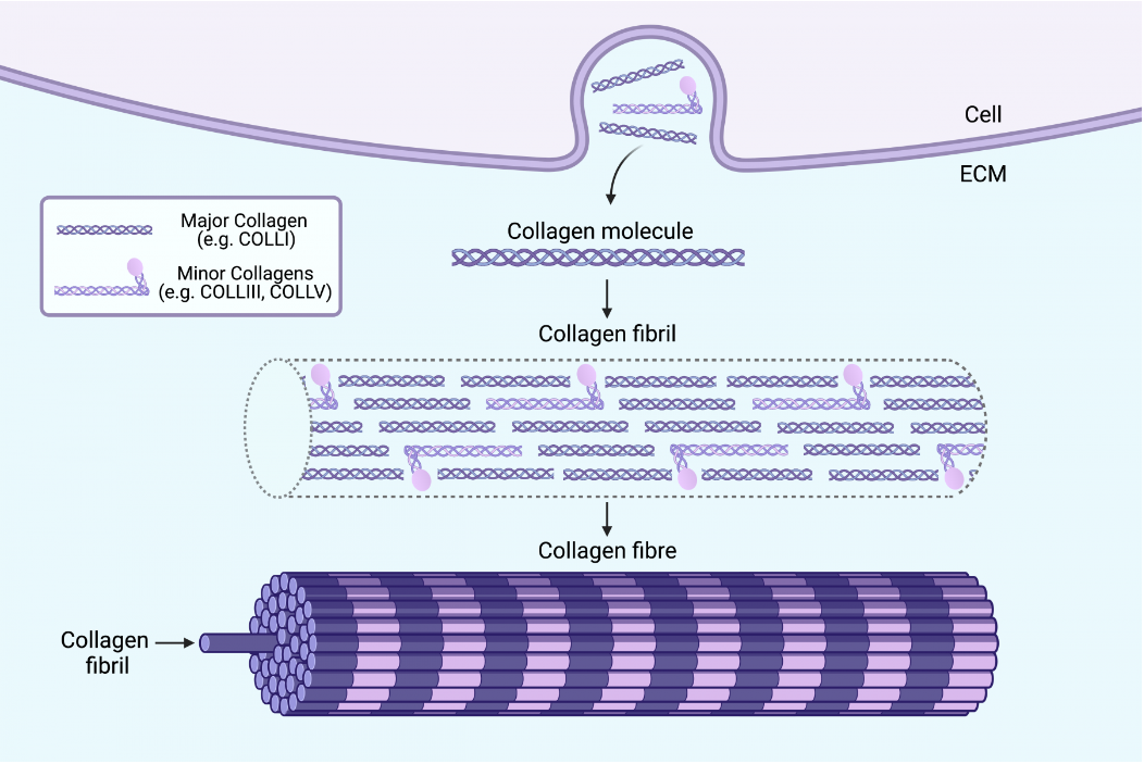 创面修复医用敷料怎么用学术分享｜重组胶原蛋白在炎症性皮肤病中的应用_https://www.jmylbn.com_新闻资讯_第4张