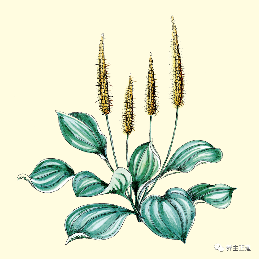 每天认识一味中药——车前子