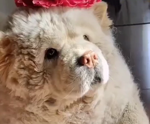 老夫妇每天抬十岁狗子上楼 他们的一句话让网友感动 Hi有料