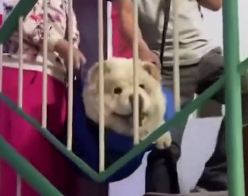 老夫妇每天抬十岁狗子上楼 他们的一句话让网友感动 Hi有料