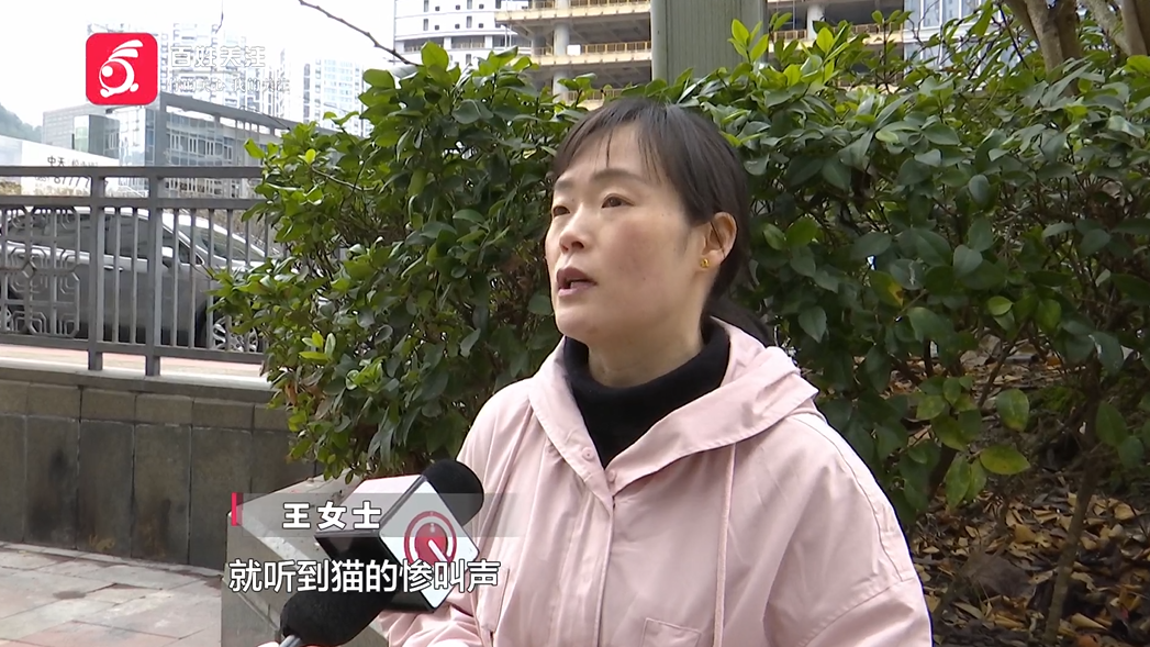 治疗过程中，爱宠突然死亡！女子崩溃：怀疑治疗措施不当