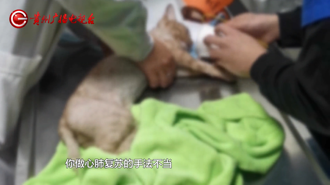 治疗过程中，爱宠突然死亡！女子崩溃：怀疑治疗措施不当