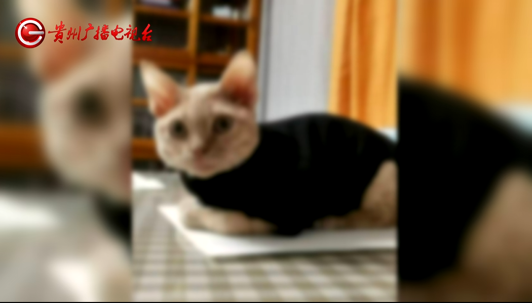 治疗过程中，爱宠突然死亡！女子崩溃：怀疑治疗措施不当