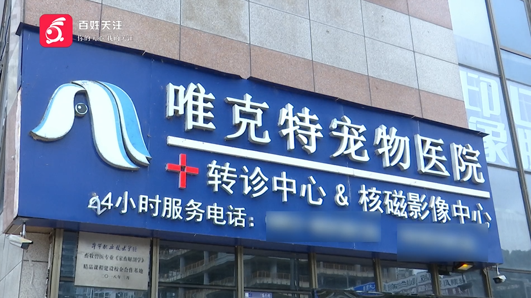 治疗过程中，爱宠突然死亡！女子崩溃：怀疑治疗措施不当