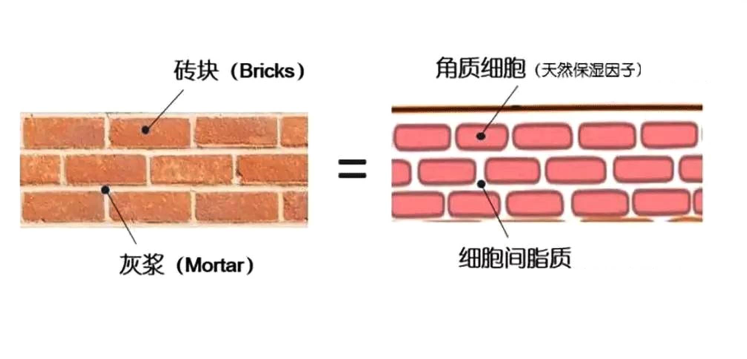 创面修复敷料怎么使用烂脸期总踩坑？皮肤科医生划重点：修护≠屏障修复≠创面修复！_https://www.jmylbn.com_新闻资讯_第8张