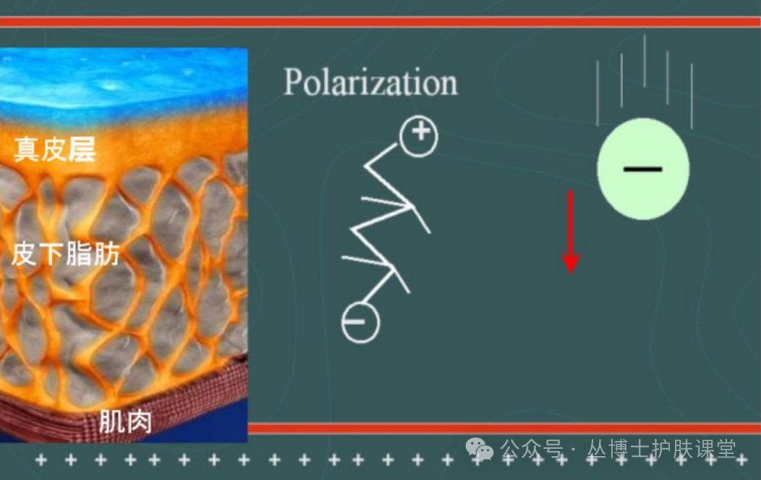 多极射频是什么《医用射频皮肤美容与治疗专家共识》解读（1）射频的分类与作用原理_https://www.jmylbn.com_新闻资讯_第5张