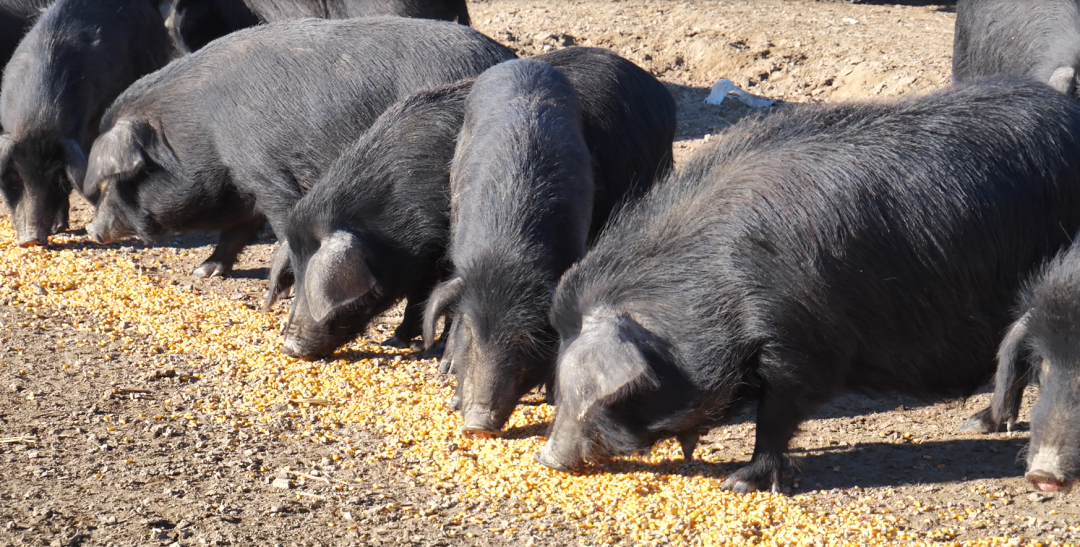 （藏香猪养殖基地）