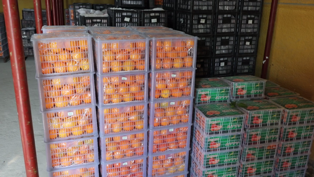 果蔬基地里存放的苹果和橘子