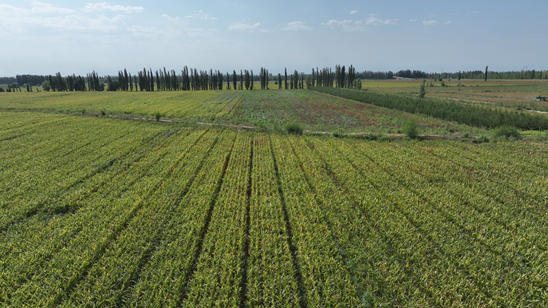 （成片的制种玉米地）