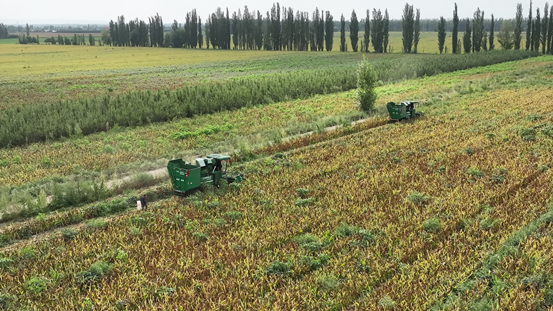 （联合收割机正在收割制种玉米）