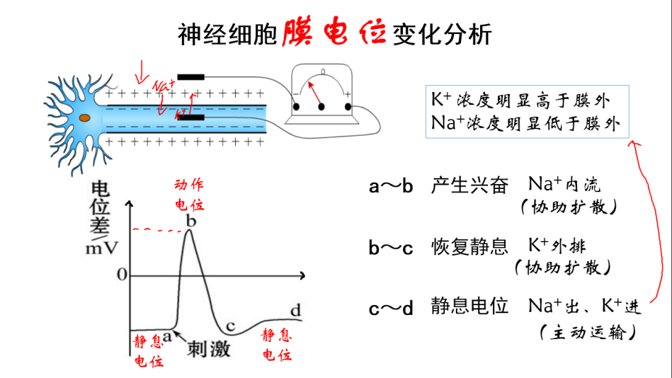 为什么选择双相波低频电疗法的原理及各项参数解读_https://www.jmylbn.com_新闻资讯_第2张