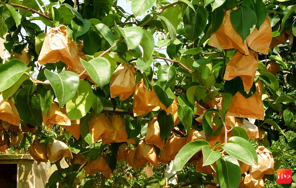 成都上新！比小米椒辣10倍插图5