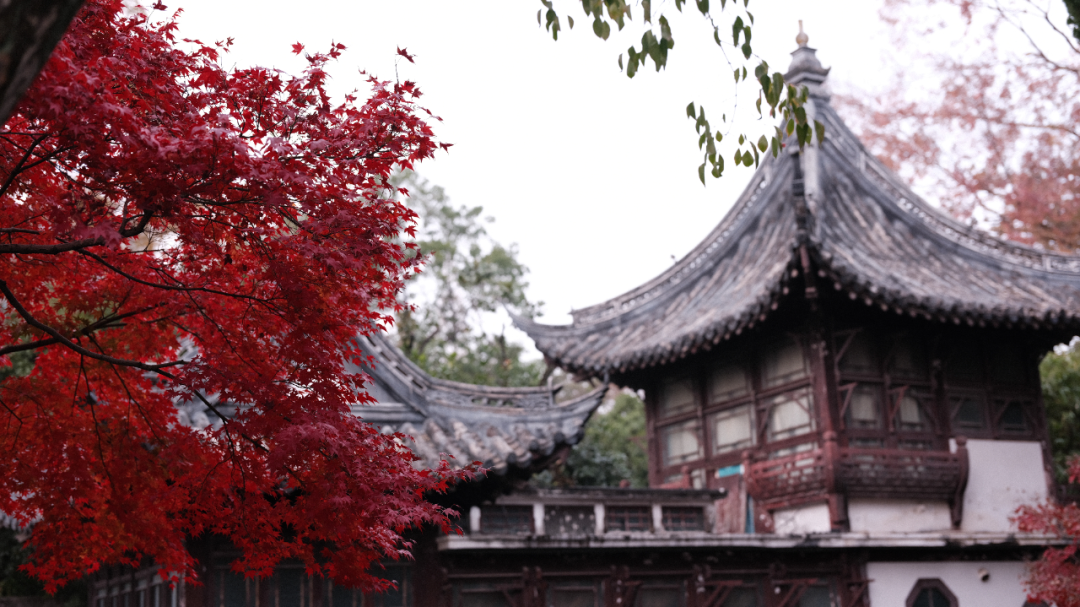 上海· 桂林公园｜旧梦里寻觅秋色