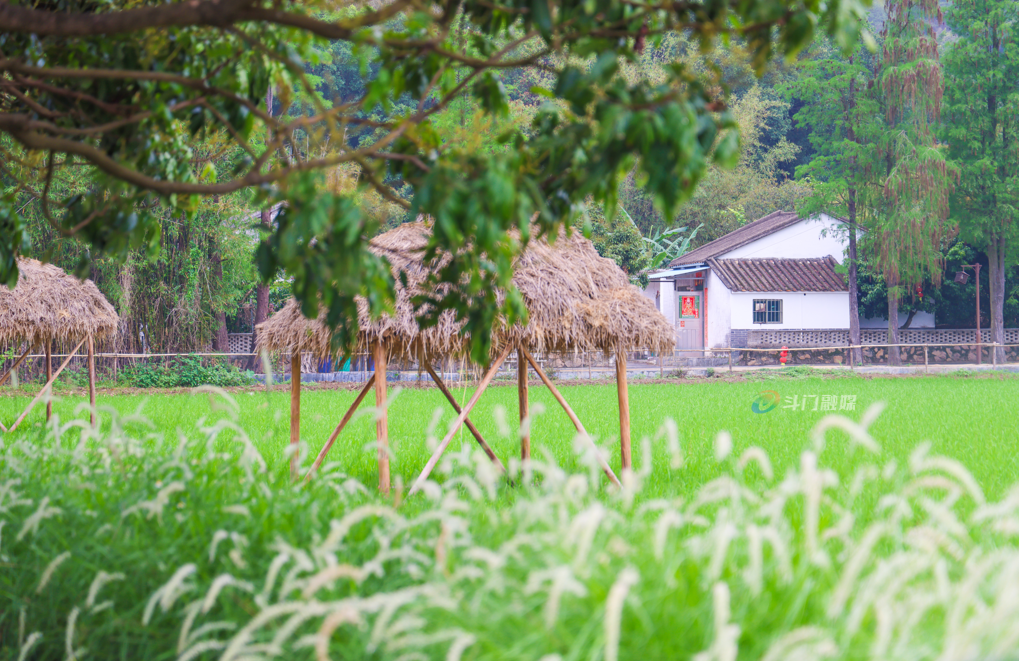 ▲莲江山禾。来源于今日斗门