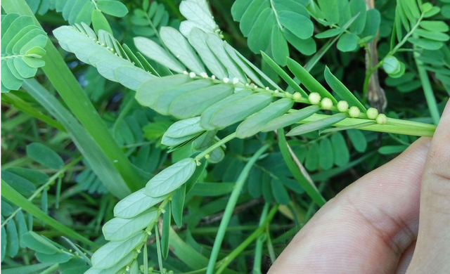 别名叫“阴阳草”，听见都害怕，却是很好的中药材，现在很少见到