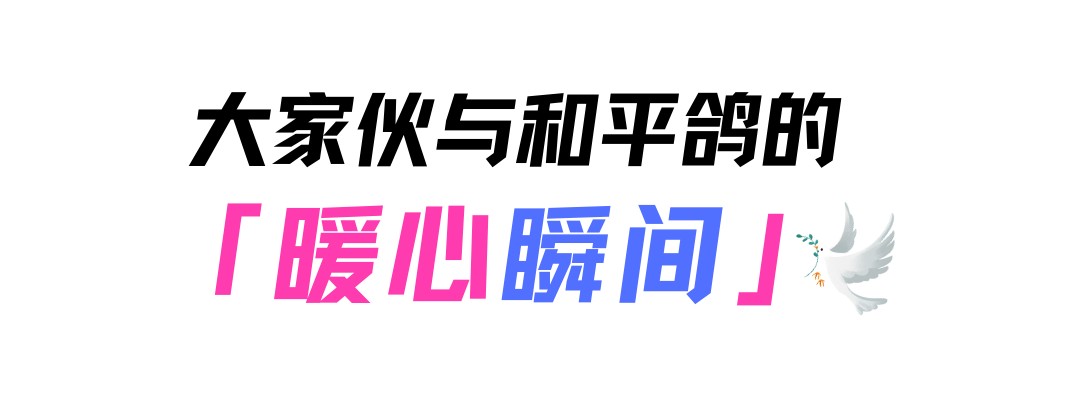 天津和平鸽归巢主人激动吹哨迎接