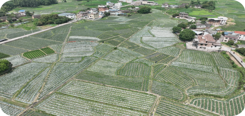 文福镇乌土村蔬菜种植基地（蕉岭县人民政府地方志办公室供图）