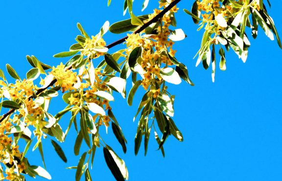 塞外随笔 | 杨献平：沙漠的红花绿叶，还有仙人掌(图5)