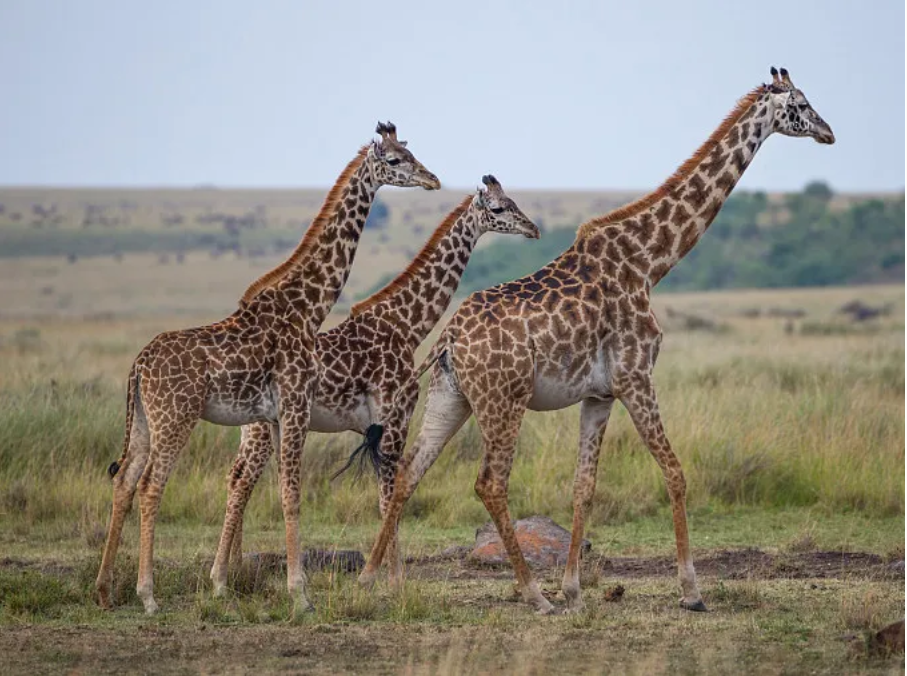 生物多樣性包括哪三個層次_生物多樣的層次包括_生物多樣性的層次性