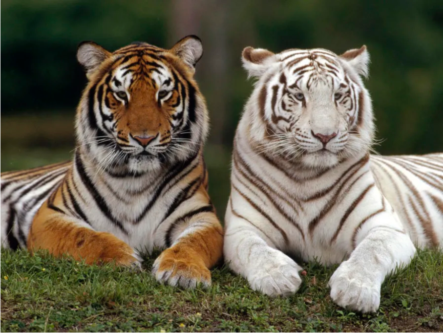 生物多樣性的層次性_生物多樣性包括哪三個層次_生物多樣的層次包括