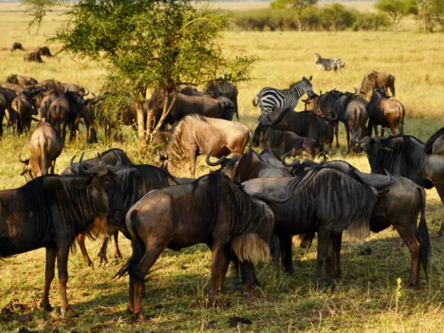 生物多樣的層次包括_生物多樣性包括哪三個層次_生物多樣性的層次性