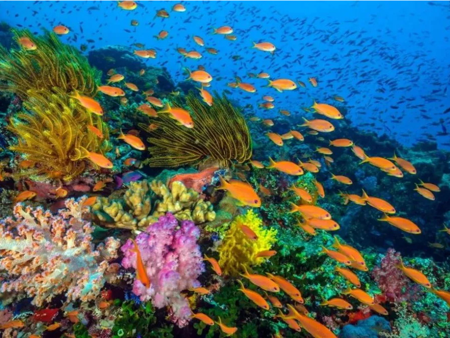 生物多樣的層次包括_生物多樣性的層次性_生物多樣性包括哪三個層次