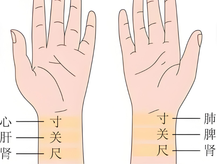 新篇｜金日光教授：（九）如何看待当前的医理和药理？(图4)