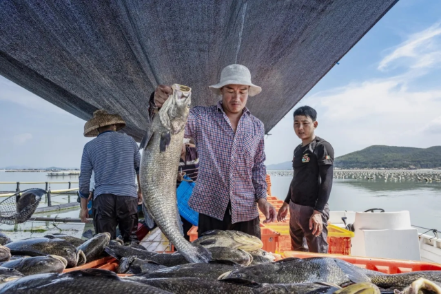 饶平县是远近闻名的鮸鱼养殖大县，更是首个“中国海鮸之乡”，是全国最大的鱼养殖基地和产品原料供应基地。摄影：杨义和，来源：饶平发布