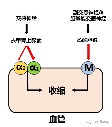 中频为什么能镇痛收藏！中频电疗法的治疗作用！_https://www.jmylbn.com_新闻资讯_第3张