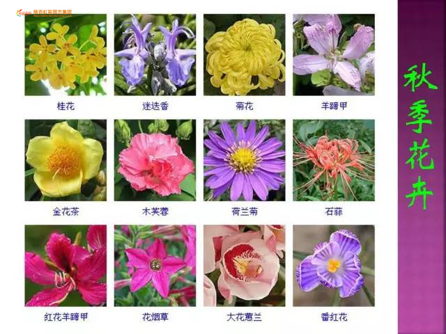 第一期】超全花卉植物图谱珍藏版一网打尽观花植物，市面上的花你