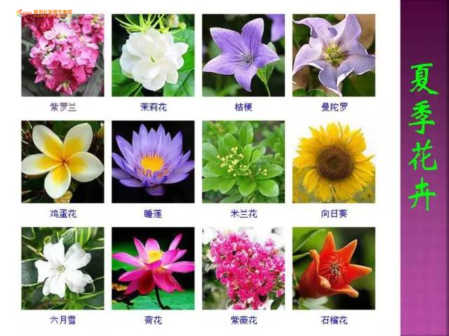 第一期】超全花卉植物图谱珍藏版一网打尽观花植物，市面上的花你