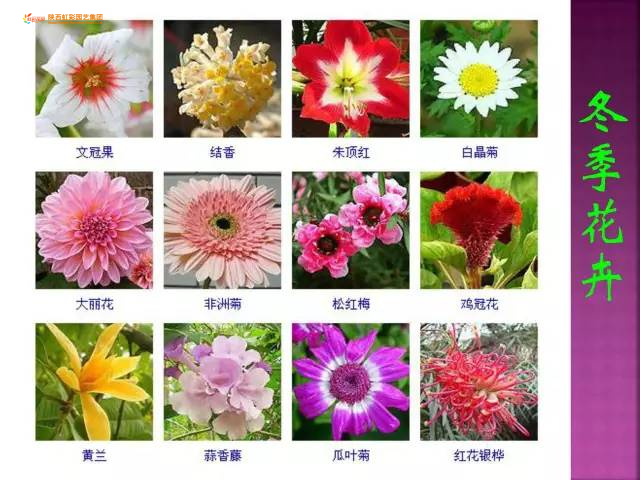 袁晓辉Rita : 一年生花卉精選Annuals (一)