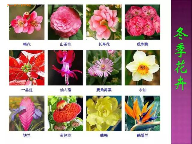 第一期】超全花卉植物图谱珍藏版一网打尽观花植物，市面上的花你