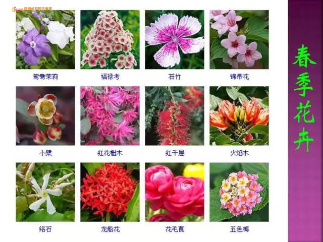第一期】超全花卉植物图谱珍藏版一网打尽观花植物,市面上的花你 第一期】超全花卉植物图谱珍藏版一网打尽观花植物,市面上的花你