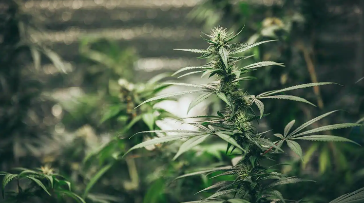 9比7！联邦汉麻THC灭杀法案闯过第一道关