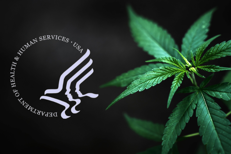 美国缉毒局声称大麻比冰毒更容易引发精神疾病