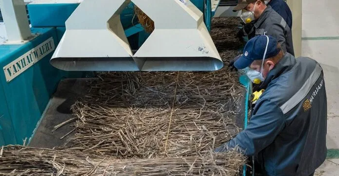 乌克兰最大工业大麻工厂在纷飞战火中开工，年处理汉麻秸秆达14,000吨