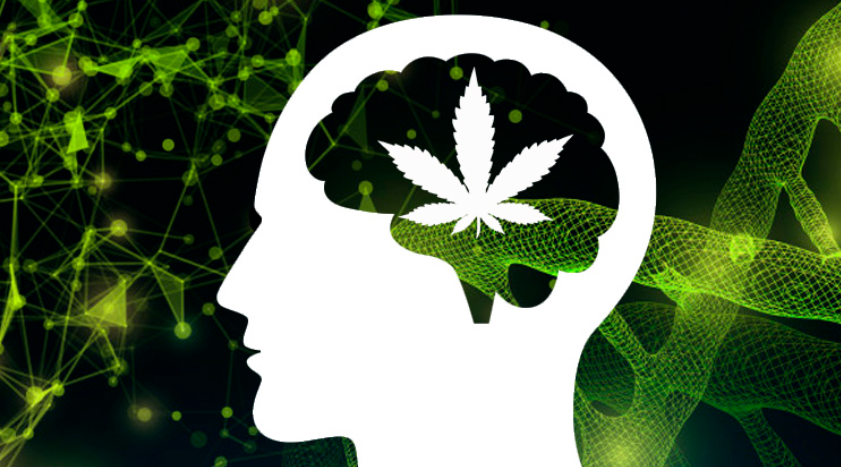 大麻的“随行效应”究竟是真实存在还是营销炒作？