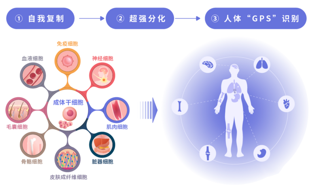 聚焦两会干细胞成为两会重要议题看看委员们怎么说