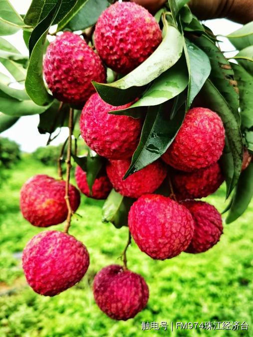 巨美人进京火出圈阳西底气十足喊全球吃荔枝