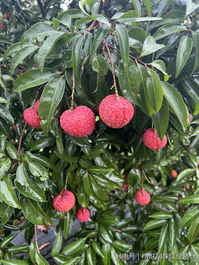 巨美人进京火出圈阳西底气十足喊全球吃荔枝